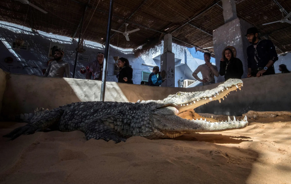 Độc lạ nơi thuần hóa cá sấu thành thú cưng