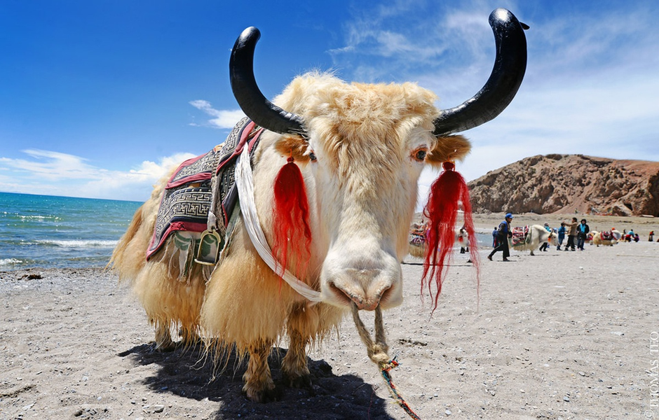  Loài vật được coi là 'báu vật' của Tây Tạng nặng 1.000 kg, chịu lạnh âm 40 độ C