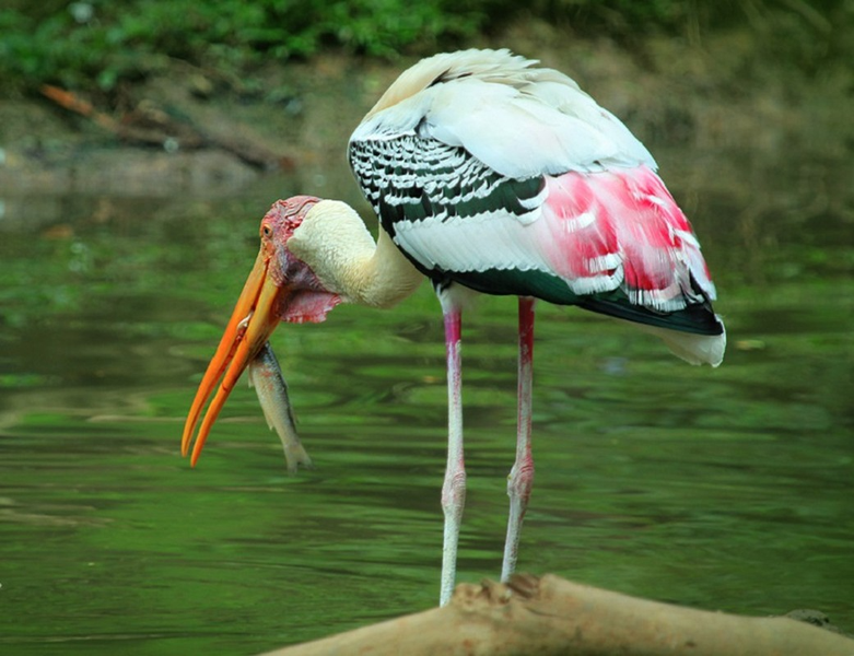 Khám phá về loài chim quý hiếm ở Việt Nam có trong Sách Đỏ thế giới