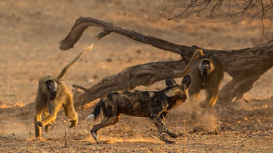 Loài chó săn mồi đáng sợ nhất trong tự nhiên ở châu Phi