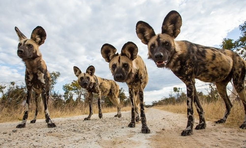 Loài chó săn mồi đáng sợ nhất trong tự nhiên ở châu Phi