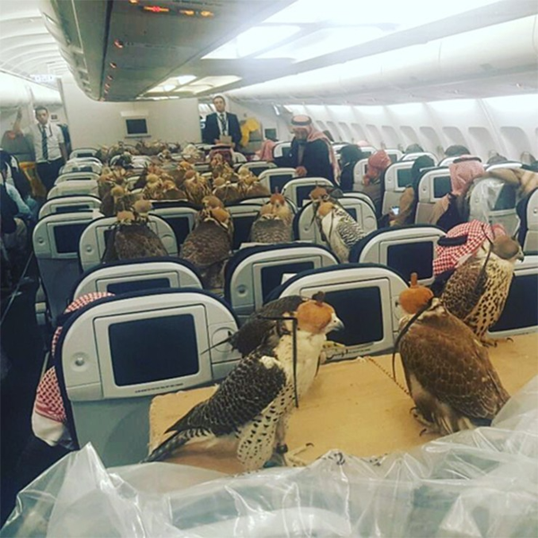 Loài chim biểu tượng của sự quyền quý được cấp hộ chiếu máy bay