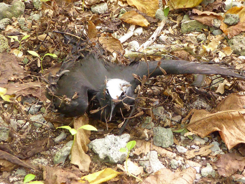 Cây “tử thần” đối với những con chim ghé thăm hòn đảo 