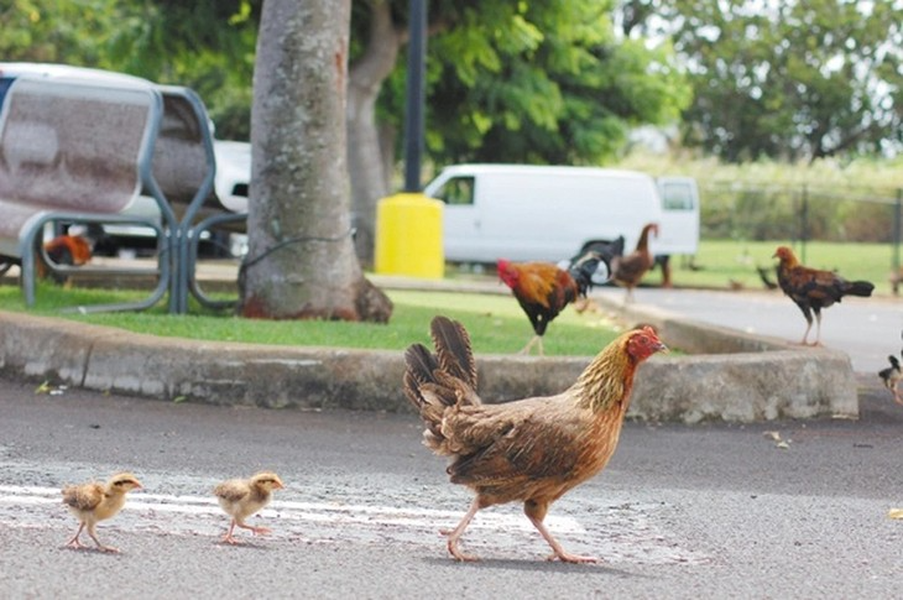 Vùng đất kỳ lạ nơi hàng nghìn con gà chạy rông nhưng không ai ăn 