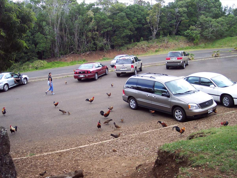 Vùng đất kỳ lạ nơi hàng nghìn con gà chạy rông nhưng không ai ăn 