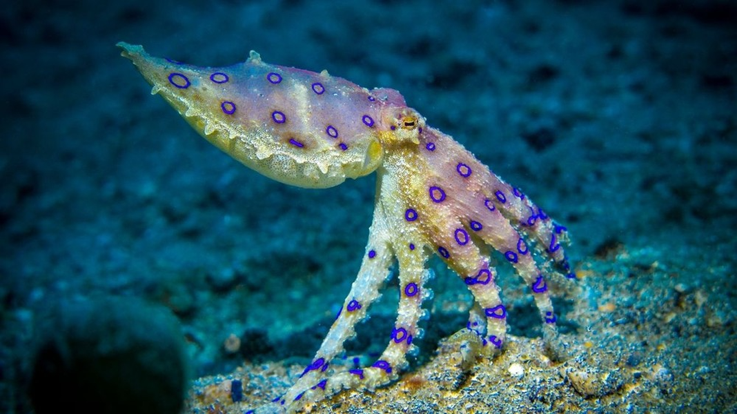 Sinh vật đại dương chứa nọc độc gấp 50 lần rắn hổ mang