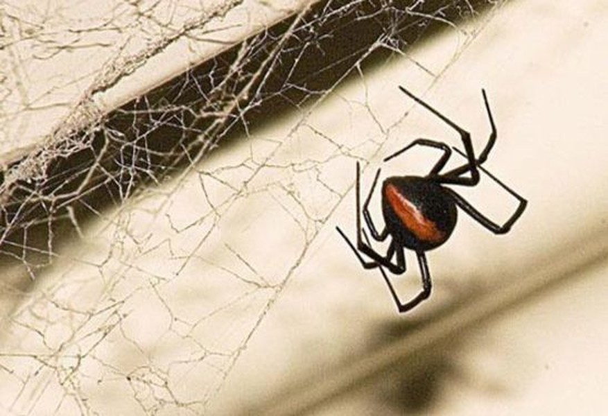 Những loài nhện độc nhất thế giới có khả năng gây chết người