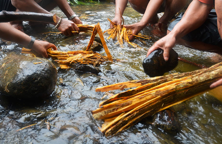 Những loài cây được ngư dân Việt dùng để bắt cá từ nhiều đời nay