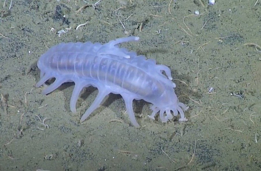 Loài động vật kỳ lạ nằm ở độ sâu hàng nghìn mét dưới đáy đại dương