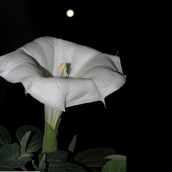 Loài hoa chỉ bung nở khi có ánh trăng và phát ra ánh sáng huyền diệu 