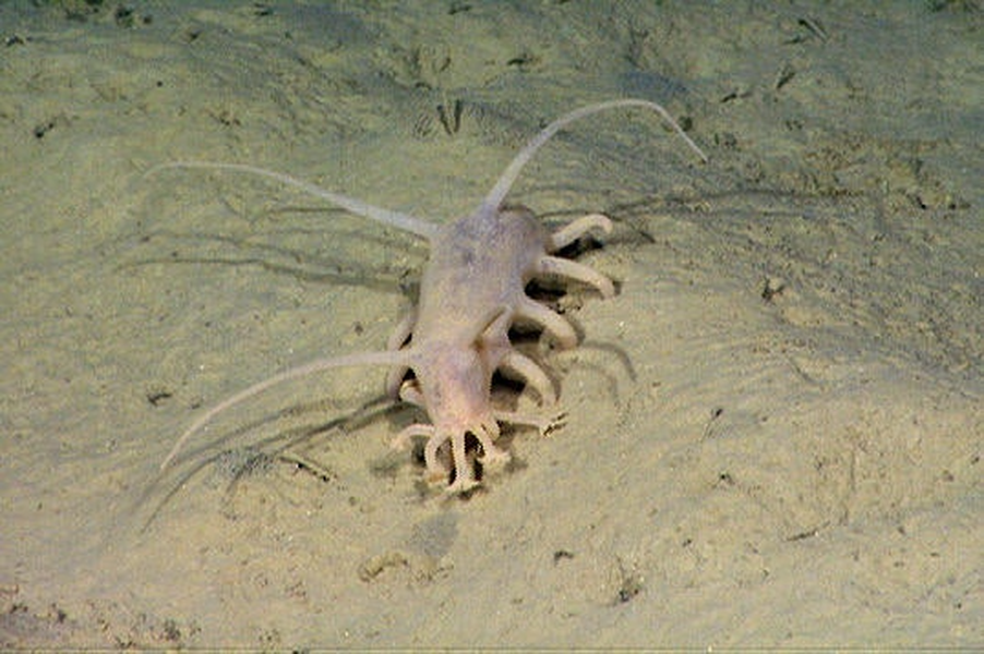 Loài động vật kỳ lạ nằm ở độ sâu hàng nghìn mét dưới đáy đại dương