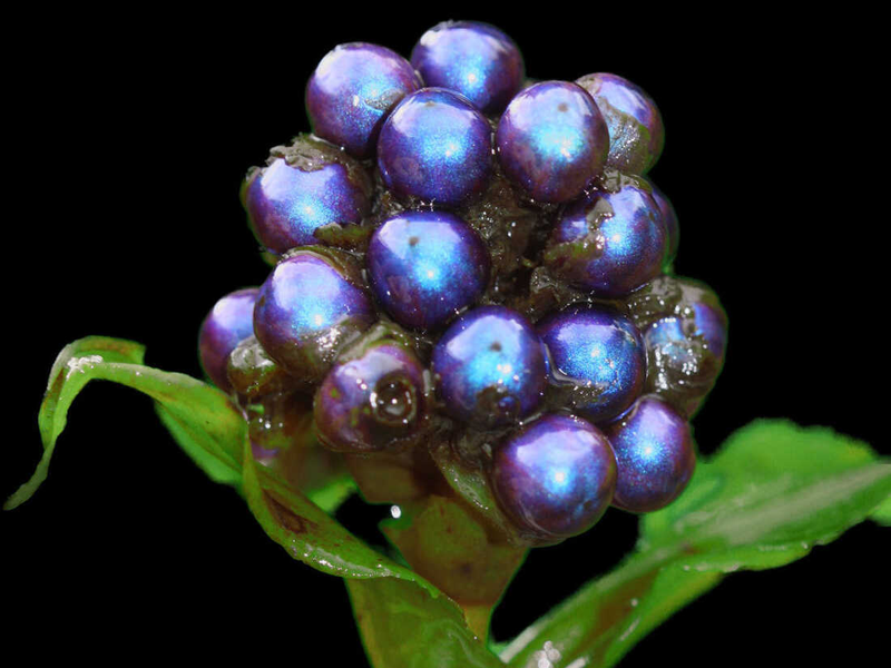 Loài thực vật có quả sáng lấp lánh như kim cương