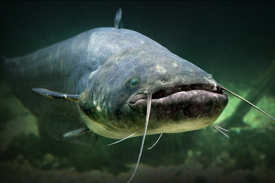 Loài cá nước ngọt khổng lồ tàn phá hệ sinh thái châu Âu