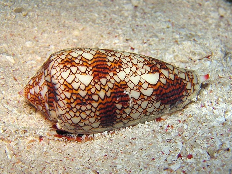 Loài ốc sên mang vẻ đẹp lộng lẫy nhưng có nọc độc nhất hành tinh