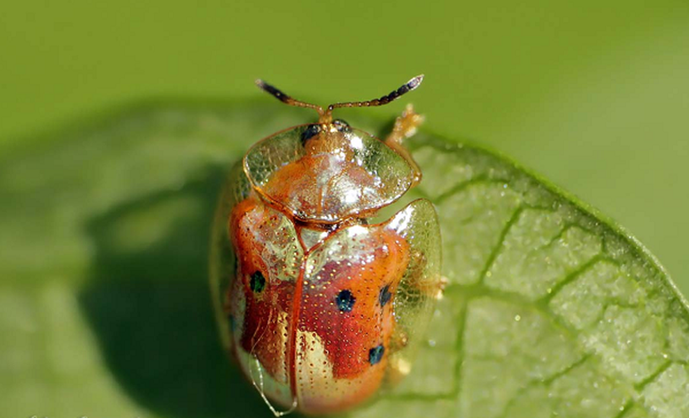Loài bọ có khả năng “biến hình” theo môi trường