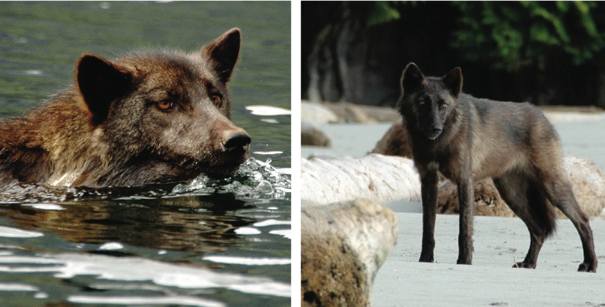 Loài sói biển chuyên ăn hải sản và có thể bơi lội ngoài đại dương nhiều giờ liền