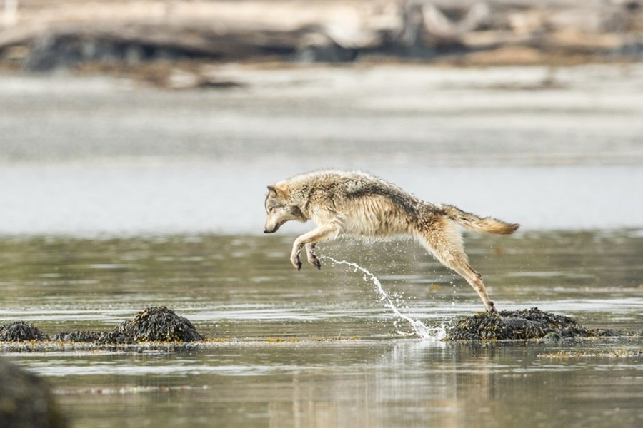 Loài sói biển chuyên ăn hải sản và có thể bơi lội ngoài đại dương nhiều giờ liền