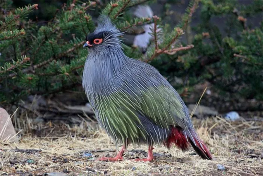 Vẻ đẹp độc đáo của loài chim trĩ huyết trên dãy Himalaya