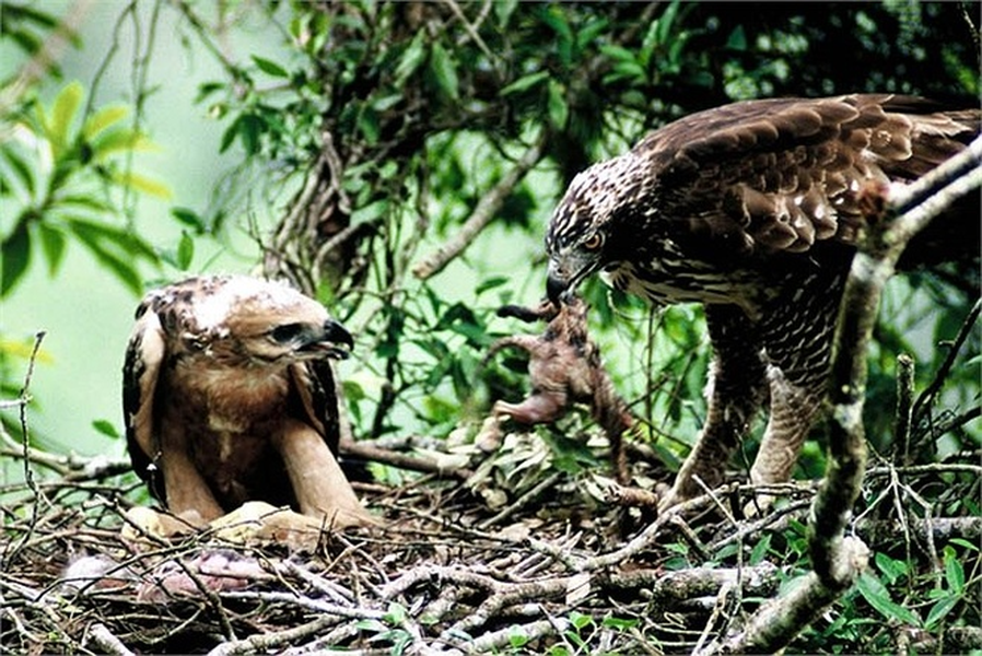 Loài chim ăn thịt khổng lồ mệnh danh “chúa tể bầu trời“ ở Việt Nam