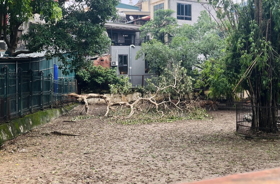 Cây xanh, vườn thú Hà Nội ra sao sau khi bão Yagi quét qua?