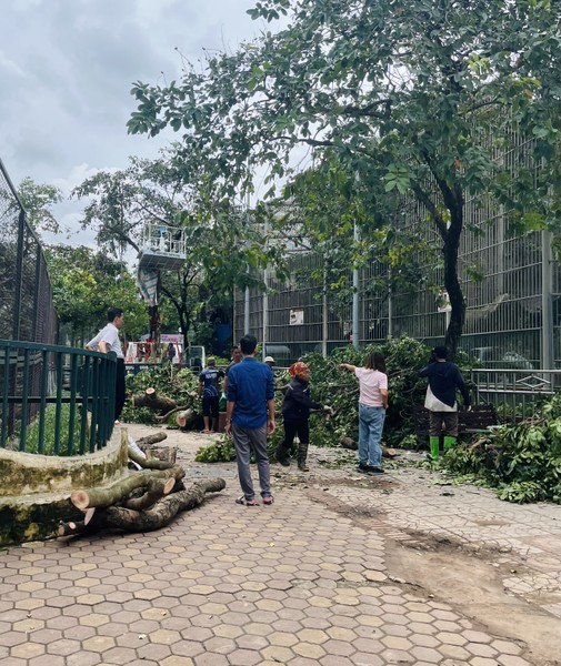 Cây xanh, vườn thú Hà Nội ra sao sau khi bão Yagi quét qua?