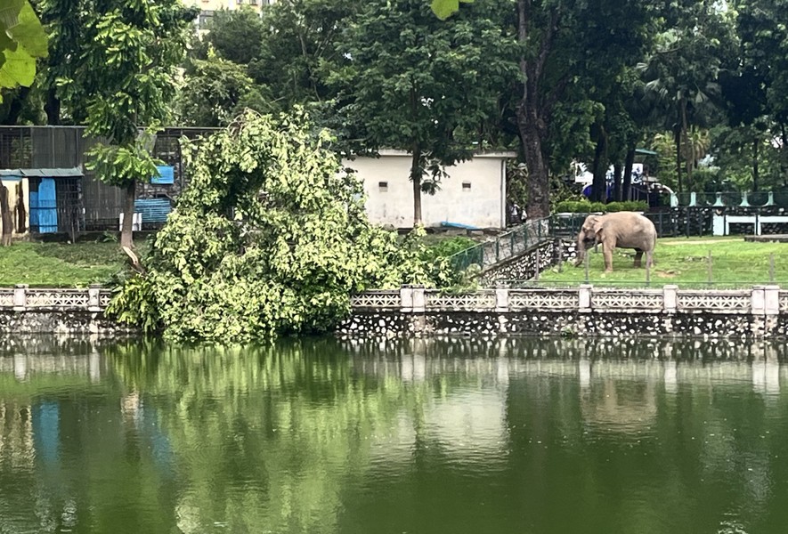 Cây xanh, vườn thú Hà Nội ra sao sau khi bão Yagi quét qua?