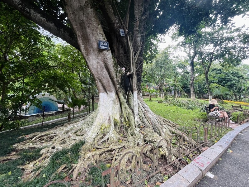 Cây xanh, vườn thú Hà Nội ra sao sau khi bão Yagi quét qua?