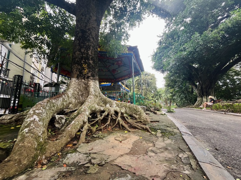 Cây xanh, vườn thú Hà Nội ra sao sau khi bão Yagi quét qua?