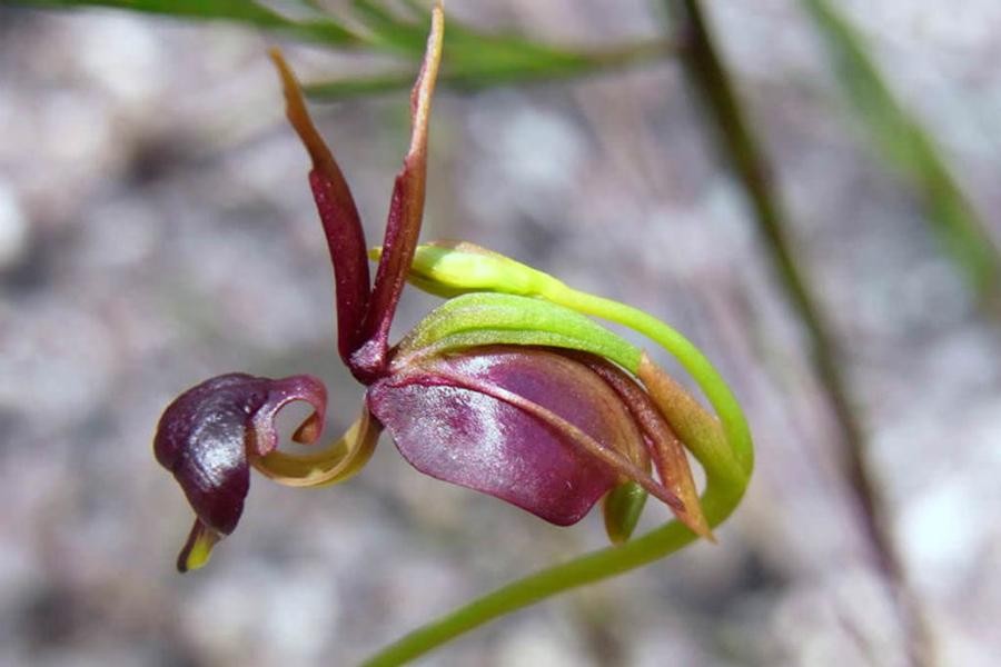 [ẢNH] Chiêm ngưỡng vẻ đẹp của những loài hoa lan mang hình dáng động vật