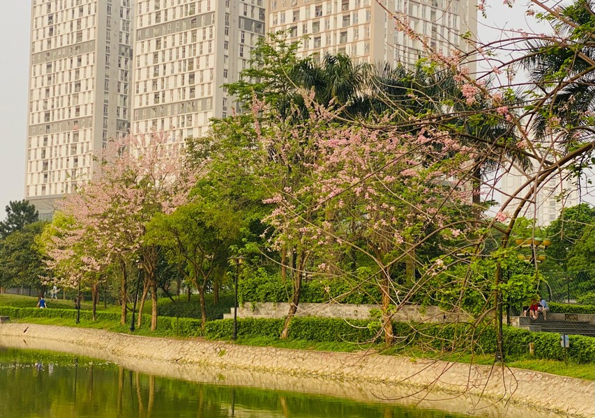 Hà Nội: Cận cảnh hoa anh đào bung nở trong công viên, đẹp đến nao lòng