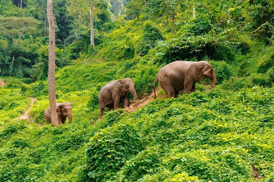 [Ảnh] Đàn voi rừng lang thang bí ẩn ở Trung Quốc thành “sao” thế giới