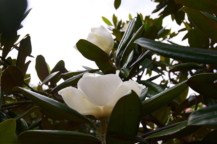 Cận cảnh hoa sen trắng quý hiếm ở ngôi chùa 600 năm tuổi