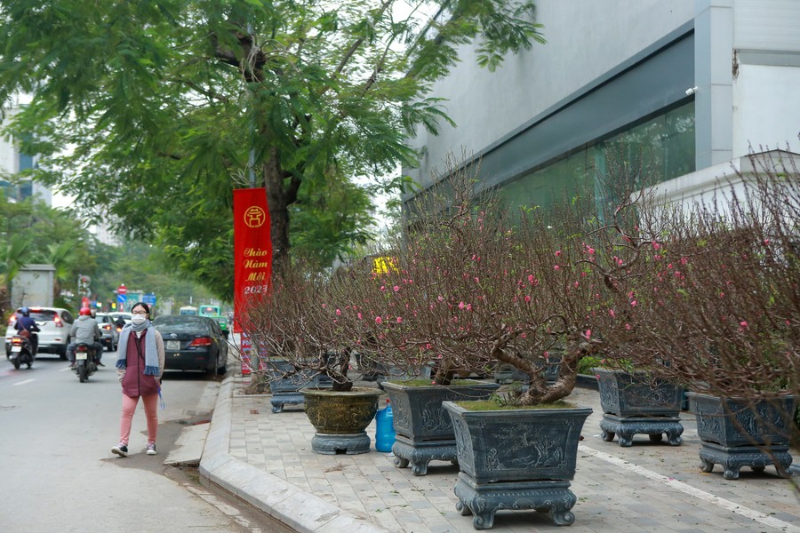 Cận cảnh đào rừng cổ thụ giá hơn trăm triệu ở Hà Nội 