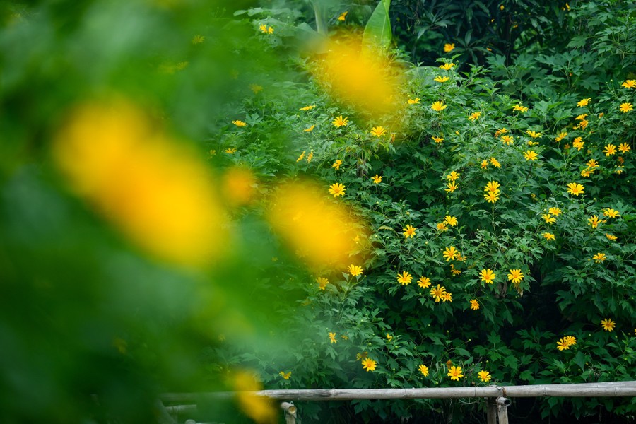 Ngắm những hình ảnh đẹp như tranh tại vườn hoa dã quỳ giữa lòng Hà Nội