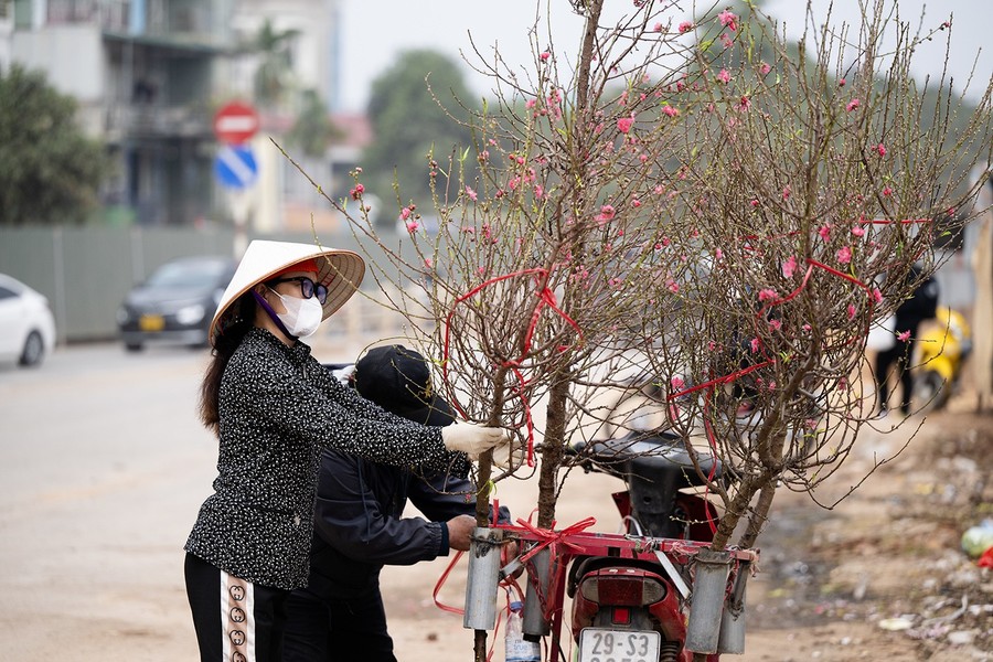 Hoa đào Nhật Tân xuống phố khoe sắc, đón Tết sớm