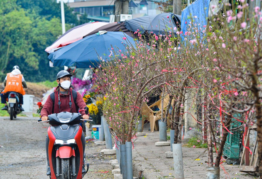 Hoa đào Nhật Tân xuống phố khoe sắc, đón Tết sớm