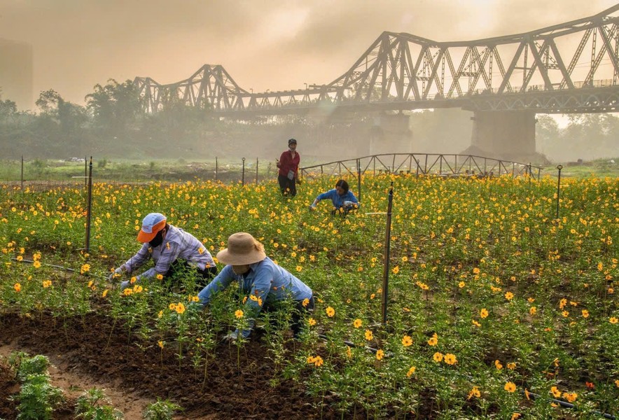 Ngắm cánh đồng hoa cúc đẹp như tranh dưới chân cầu Long Biên