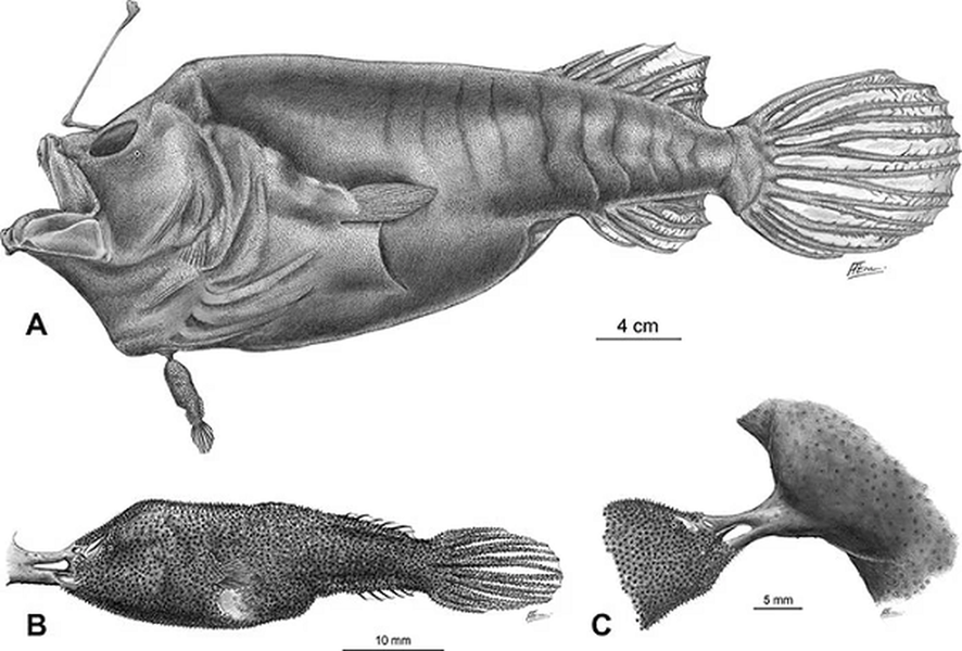 Loài cá kỳ lạ con cái dài 1 mét, con đực chỉ 7mm