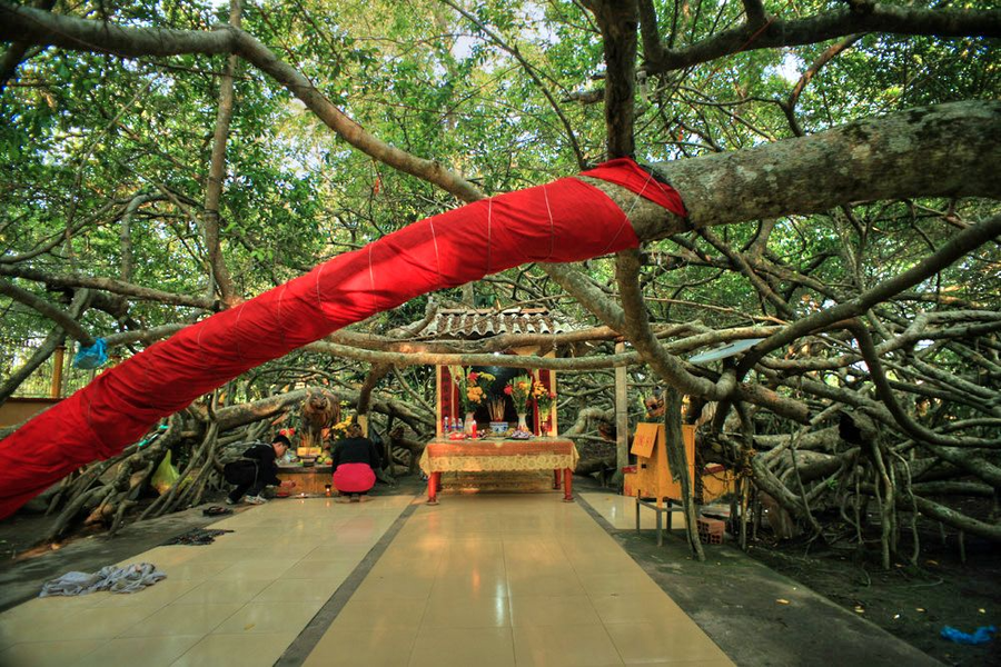 Cây Di sản Việt Nam: Rộng 3.000m², có hàng nghìn rễ