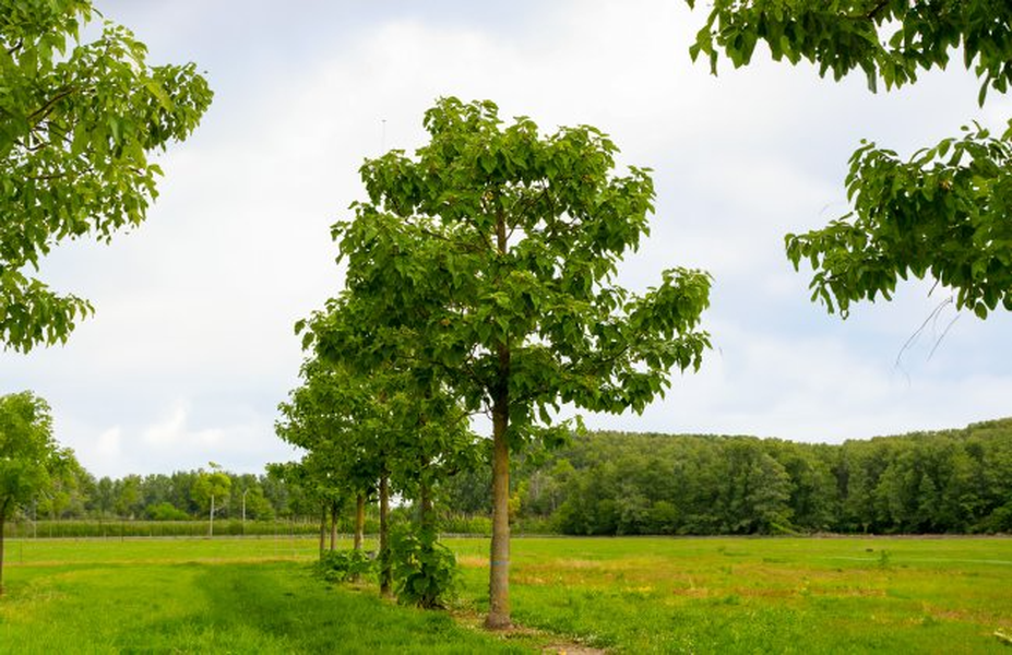 Bí ẩn về loài cây tạo oxy cao gấp 4 lần mọi loại cây khác