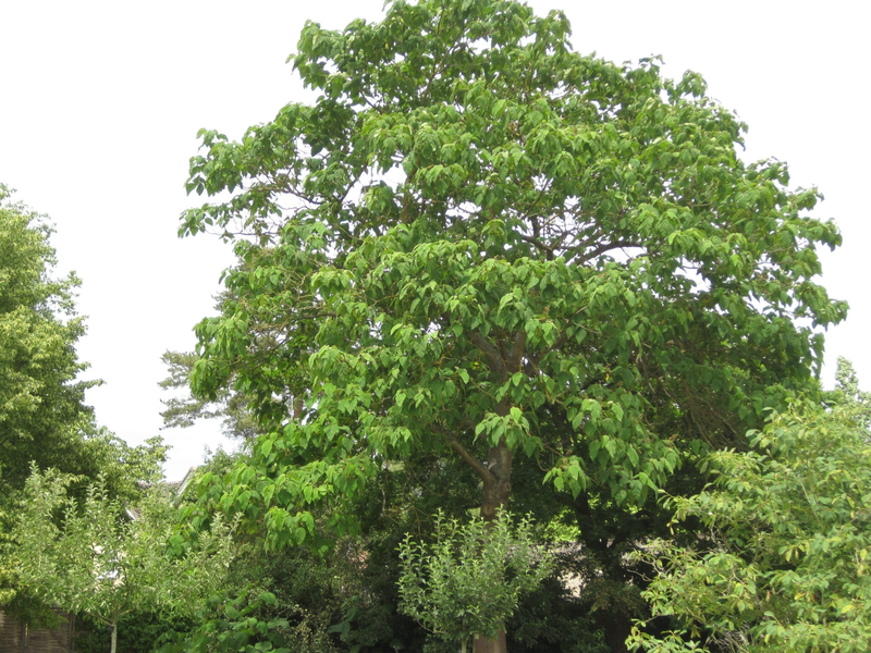 Bí ẩn về loài cây tạo oxy cao gấp 4 lần mọi loại cây khác