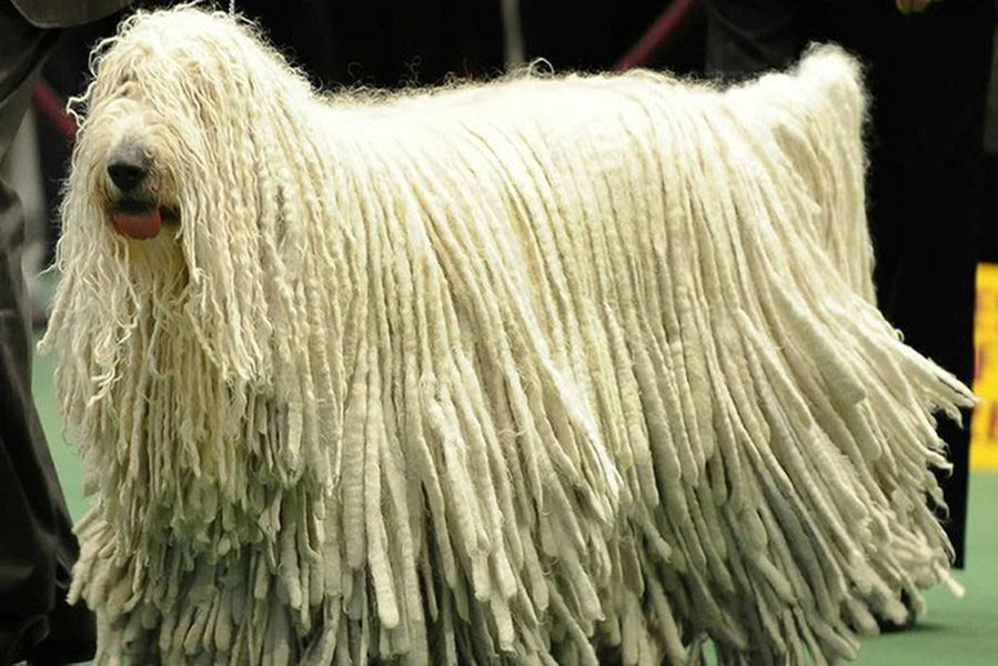 Những động vật sở hữu bộ lông kỳ lạ nhất thế giới