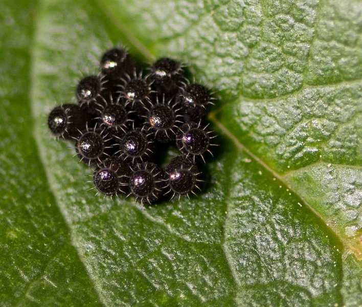 Những ổ trứng độc đáo của thế giới côn trùng