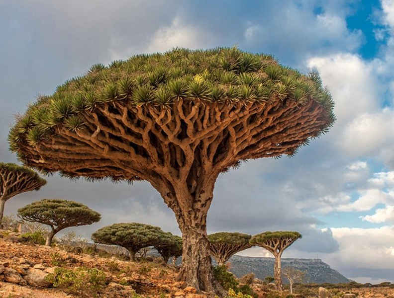 Điểm tên một số loài cây độc đáo trên thế giới 