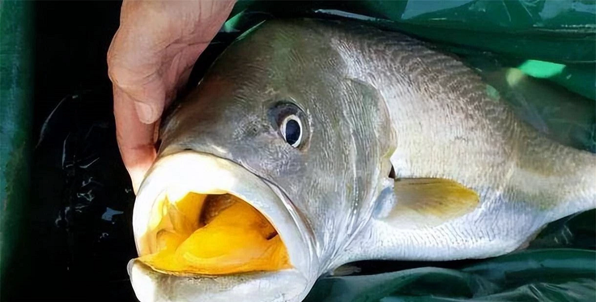 Loài cá đắt đỏ nhất thế giới, nội tạng có giá hơn 1 tỷ đồng/kg