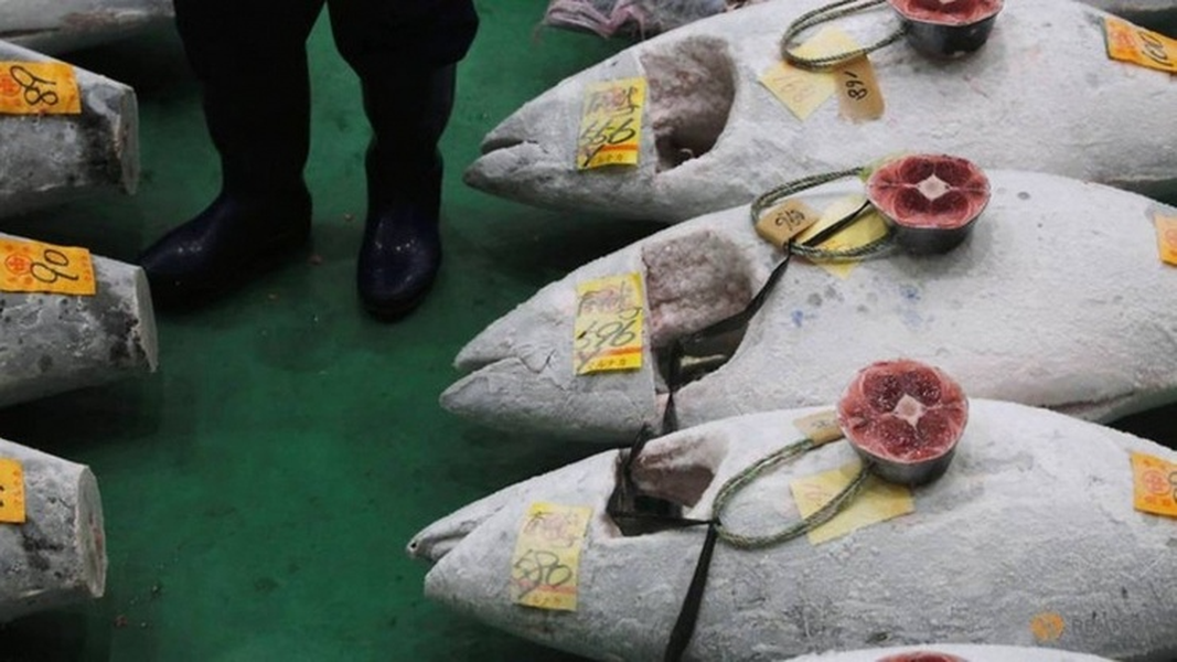 Cá ngừ khổng lồ có mức giá kỷ lục 72 tỷ đồng 