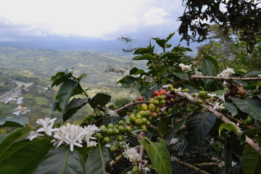 Colombia: Chất thải của ngành cà phê được tận dụng để trồng nấm