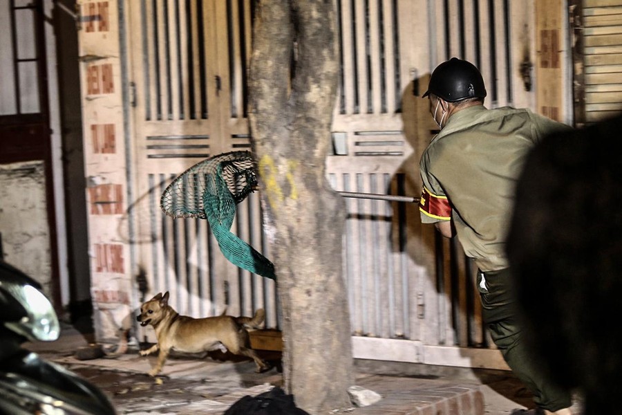 Cận cảnh một buổi làm việc của tổ săn bắt chó thả rông ở Hà Nội 