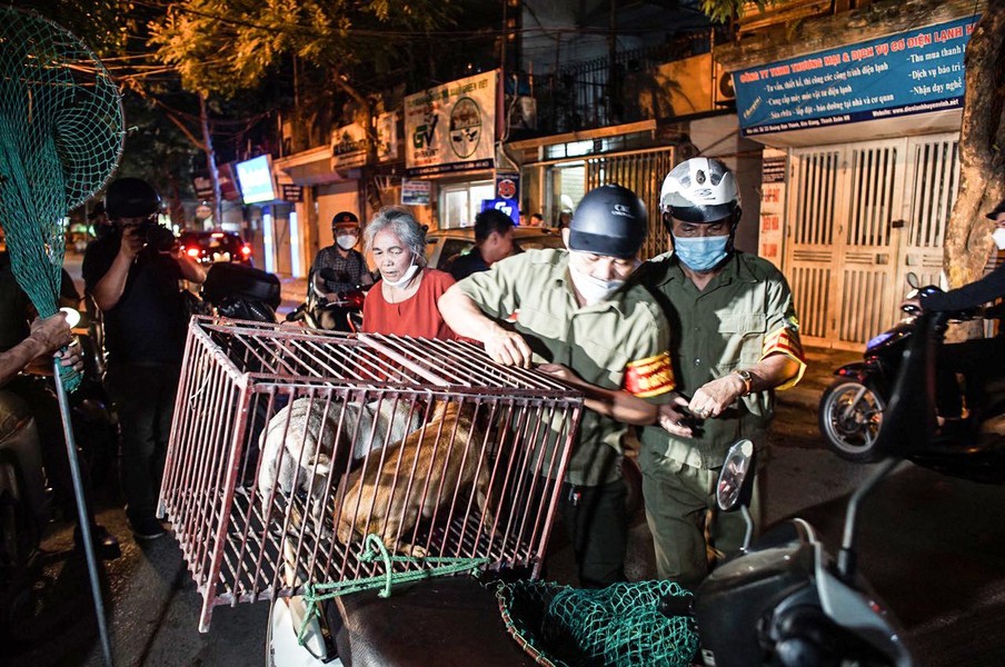 Cận cảnh một buổi làm việc của tổ săn bắt chó thả rông ở Hà Nội 