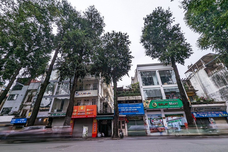 Tận mắt ngắm hàng cây sao đen trăm tuổi trên phố Lò Đúc, Hà Nội